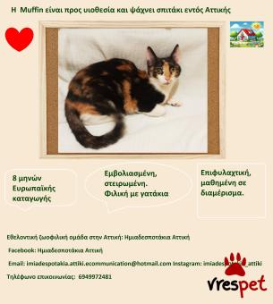 Ράτσα: Γάτα του Αιγαίου | Ηλικία: 8 μηνών | Φύλο: Θηλυκό | Αρ. Microchip: 9810021232121212 | Περιοχή: Αττική